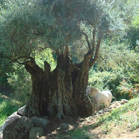 הוילה Costa Di Sognu מראה חיצוני תמונה