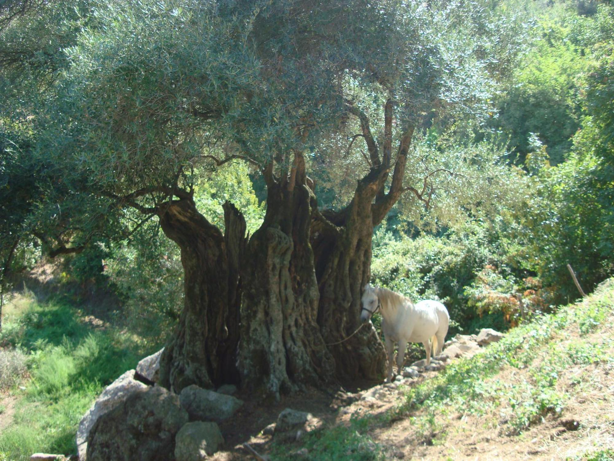 הוילה Costa Di Sognu מראה חיצוני תמונה