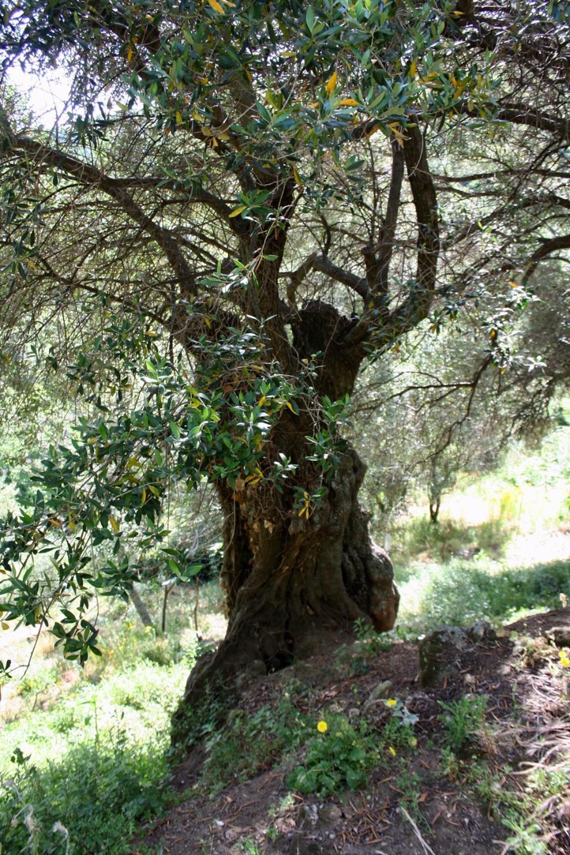 הוילה Costa Di Sognu מראה חיצוני תמונה