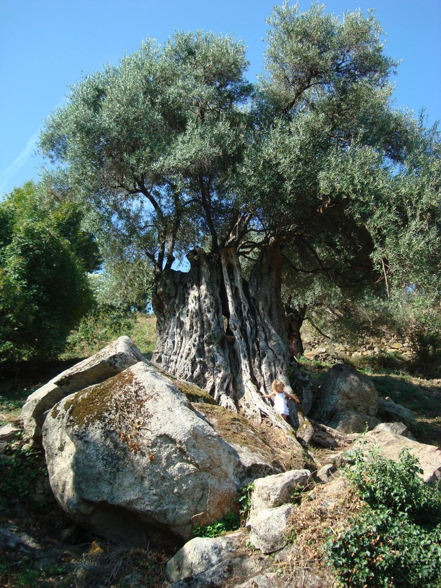הוילה Costa Di Sognu מראה חיצוני תמונה
