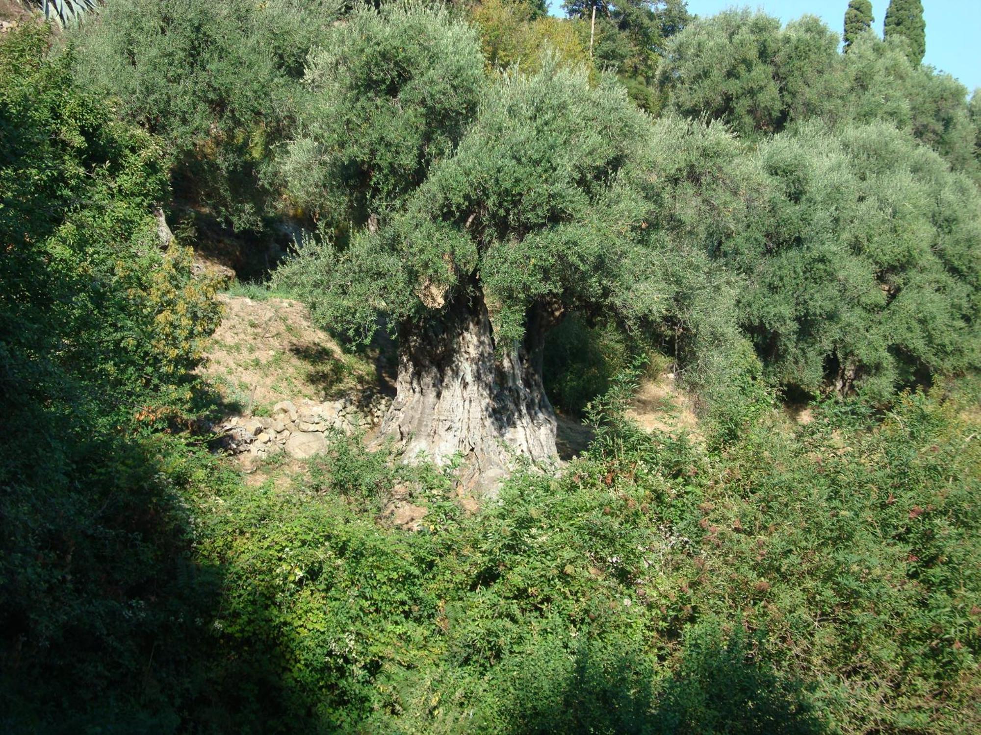 הוילה Costa Di Sognu מראה חיצוני תמונה